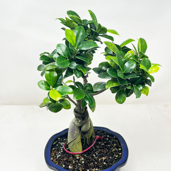 Ficus Microcarpa 'Ginseng' in Japanese Glazed Ceramic Pot (No. 11849)