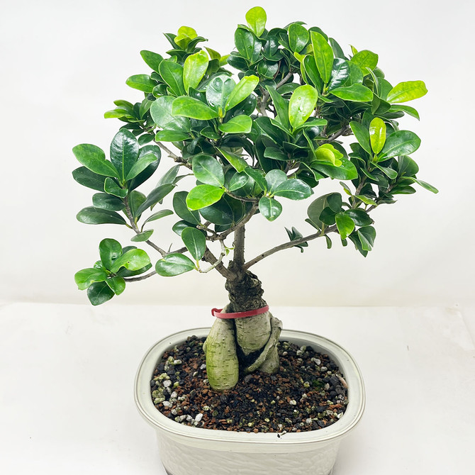Ficus Microcarpa 'Ginseng' in Japanese Glazed Ceramic Pot (No. 11474)