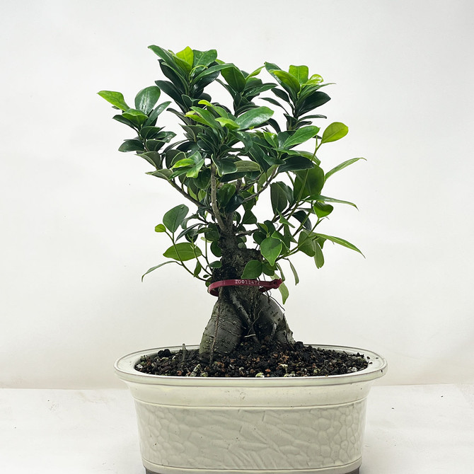Ficus Microcarpa 'Ginseng' in Japanese Glazed Ceramic Pot (No. 11472)