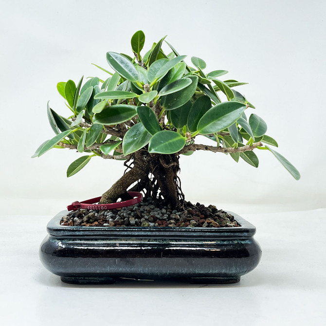Shohin Green Island Ficus with Glazed Yixing Ceramic Pot. No. 11123