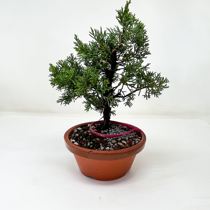 Shohin Shimpaku Juniper In Tokoname Grow Pot (No. 11467)