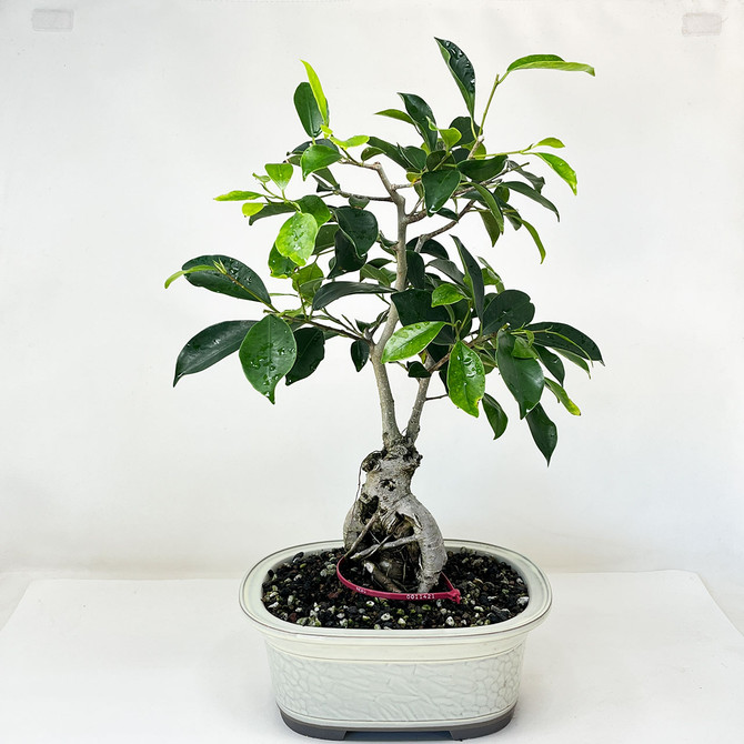 Ficus Microcarpa 'Ginseng' in Japanese Glazed Ceramic Pot (No. 11421)