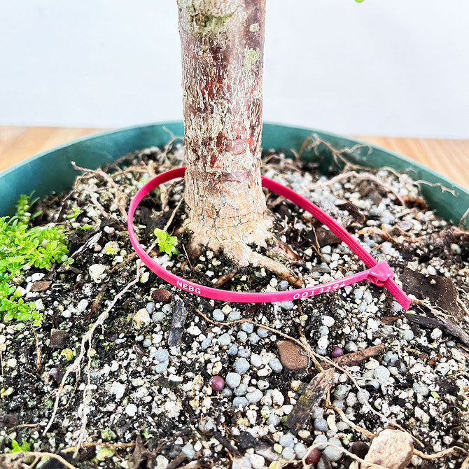 Tall Mini Jade 'Portulacaria afra' in an 8" Grow Pot No. 13294
