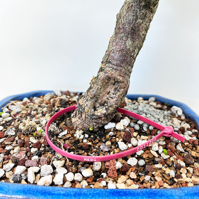 Mini Jade 'Portulacaria afra' in an 8" Glazed Ceramic Pot No. 11208