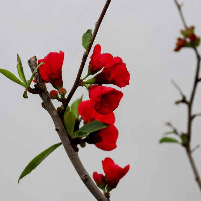 Flowering Quince in Glazed Yixing Pot (No. 5382)