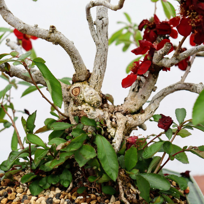 Flowering Crab Apple Tree in a Glazed Yixing Pot (No. 9797)