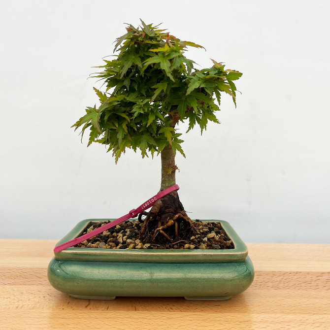 Non-Grafted Koto Hime Green Leaf Maple In a Yixing Ceramic Pot (No. 10857 ) 