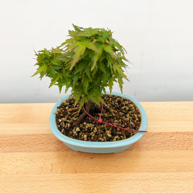 Non-Grafted Koto Hime Green Leaf Maple In a Yixing Ceramic Pot (No. 10571) 