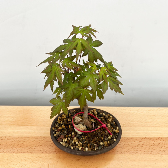 Non-Grafted Japanese Maple - GREEN LEAF - in a Yixing Ceramic Pot (No. 12521)