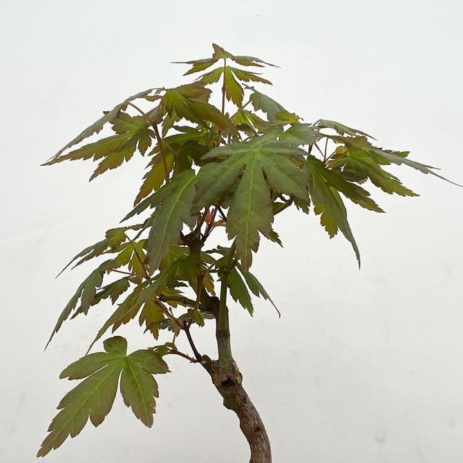 Non-Grafted Japanese Maple - GREEN LEAF - in a Yixing Ceramic Pot (No. 12521)
