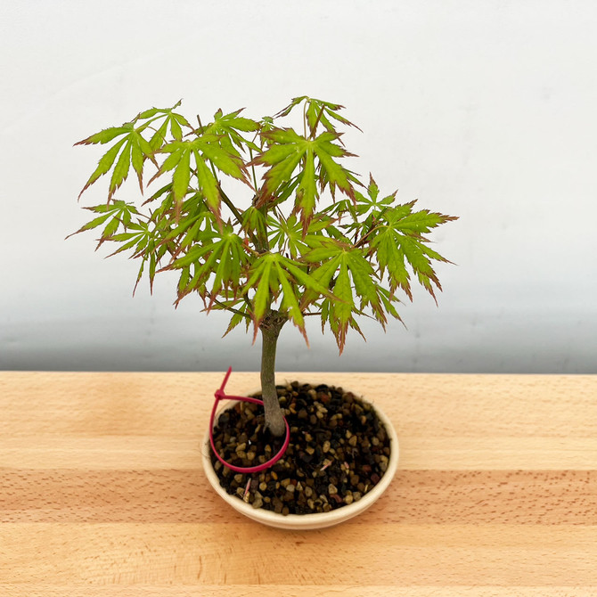 Non-Grafted Japanese Maple - GREEN LEAF - in a Yixing Ceramic Pot (No. 12542)