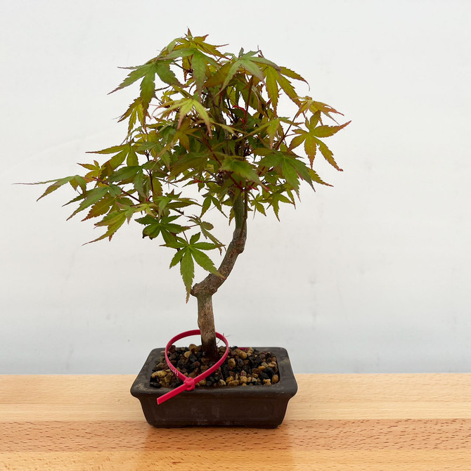 Non-Grafted Japanese Maple - GREEN LEAF - in a Yixing Ceramic Pot (No. 12493)