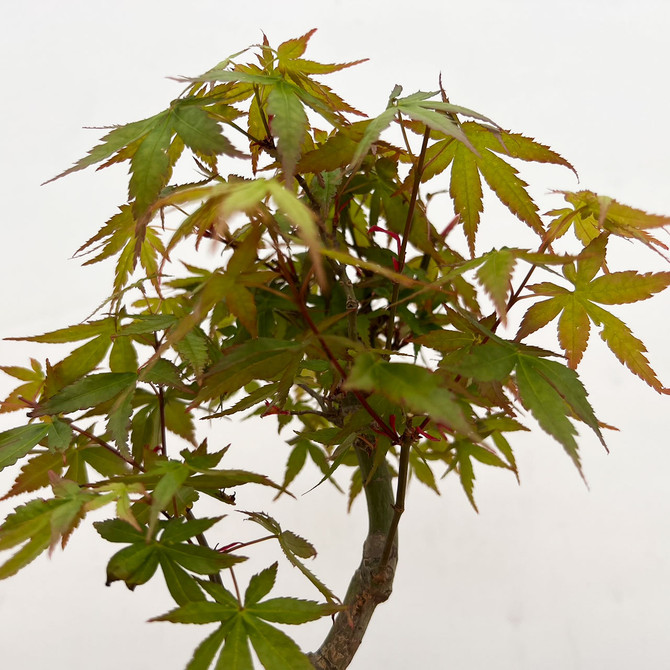 Non-Grafted Japanese Maple - GREEN LEAF - in a Yixing Ceramic Pot (No. 12493)