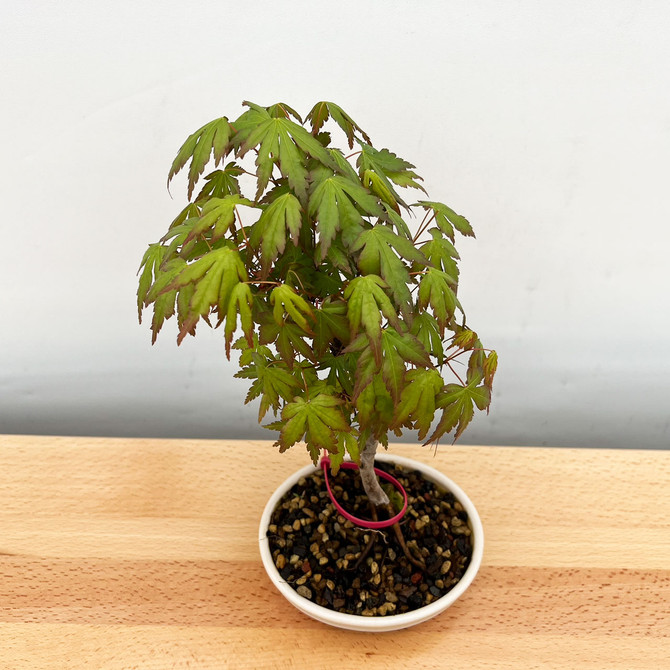 Non-Grafted Japanese Maple - GREEN LEAF - in a Yixing Ceramic Pot (No. 12512)