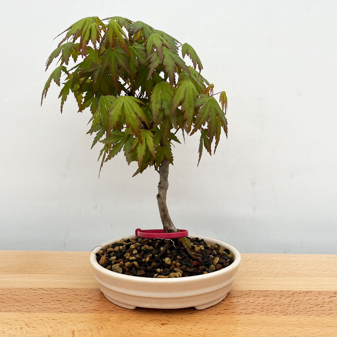 Non-Grafted Japanese Maple - GREEN LEAF - in a Yixing Ceramic Pot (No. 12512)