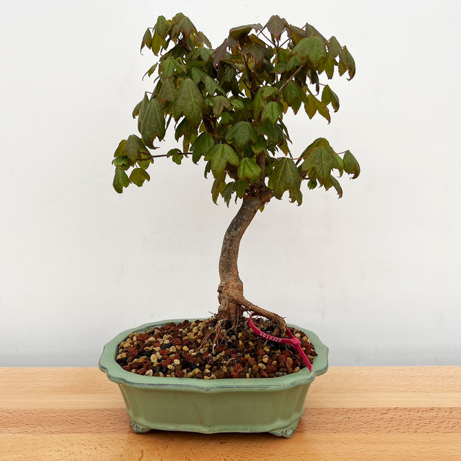 Trident Maple with Subtle Trunk Movements in a Yixing Ceramic Pot (No. 10320)