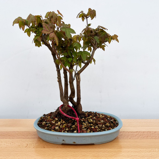 Trident Maple Clump in a Yixing Ceramic Pot (No. 12553)