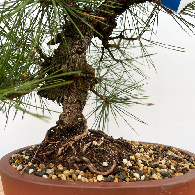 Cork Bark 'Nishiki' Japanese Black Pine (No. 7802)