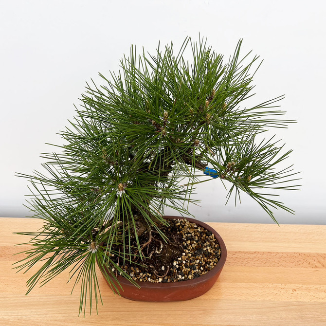 Cork Bark 'Nishiki' Japanese Black Pine (No. 7802)
