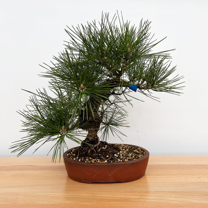 Cork Bark 'Nishiki' Japanese Black Pine (No. 7802)