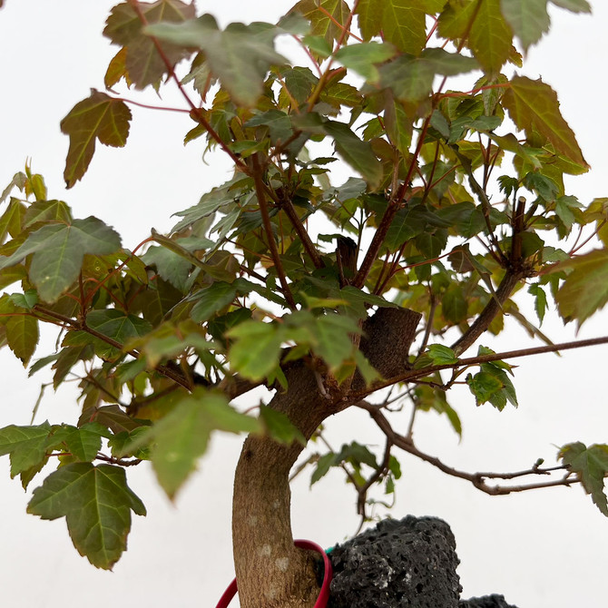 Old Root-Over-Rock Trident Maple in a Yixing Ceramic Pot (No. 12425)