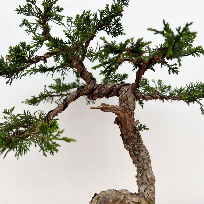 Styled Itoigawa Shimpaku Juniper in an Unglazed Ceramic Pot No. 10828