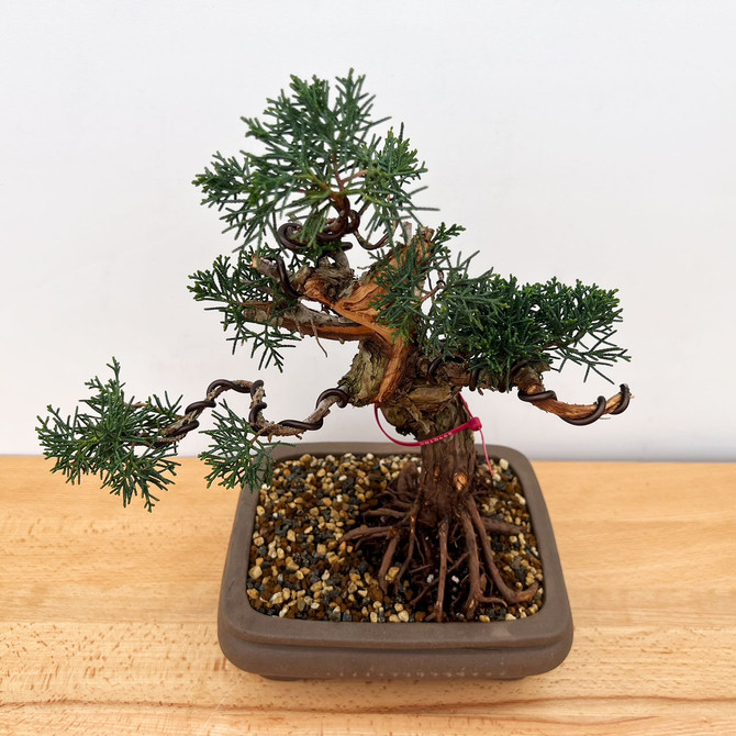 Styled Itoigawa Shimpaku Juniper in an Unglazed Ceramic Pot No. 10665