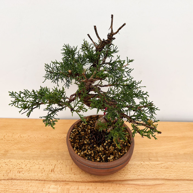 Styled Itoigawa Shimpaku Juniper in a Paul Olson Ceramic Pot No. 10094