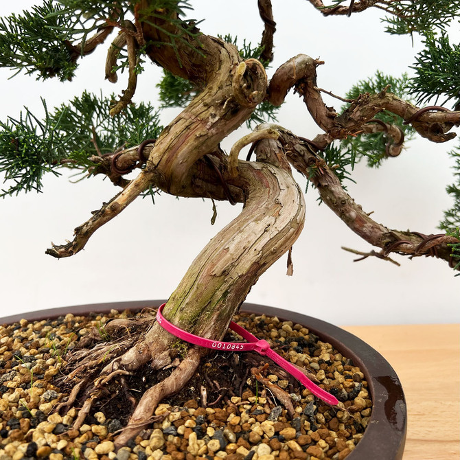 Styled Itoigawa Shimpaku Juniper in a Yixing Ceramic Pot No. 10845