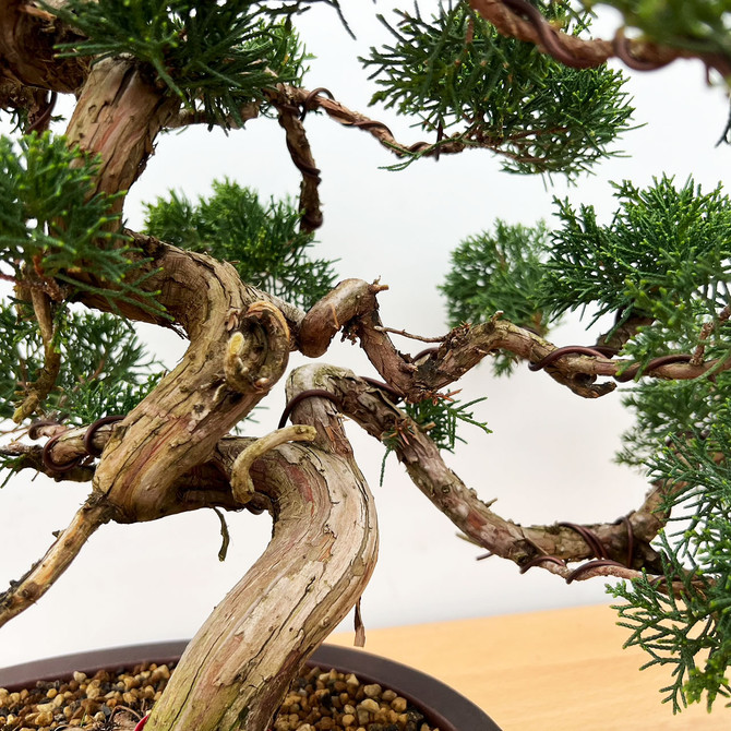 Styled Itoigawa Shimpaku Juniper in a Yixing Ceramic Pot No. 10845