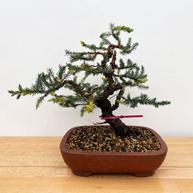 Rare Pot Grown Variegated San Jose Juniper in Yixing Ceramic Pot (No. 10707)