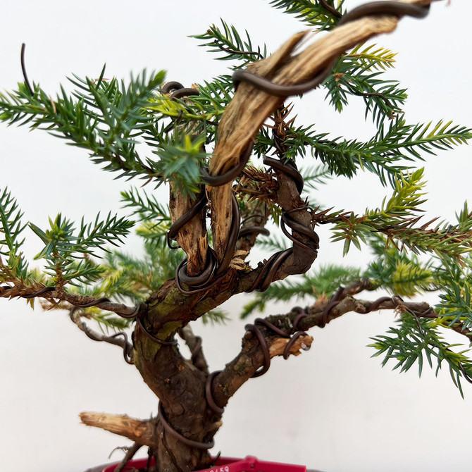 Rare Pot Grown Variegated San Jose Juniper in a Paul Olson Ceramic Pot (No. 12459)