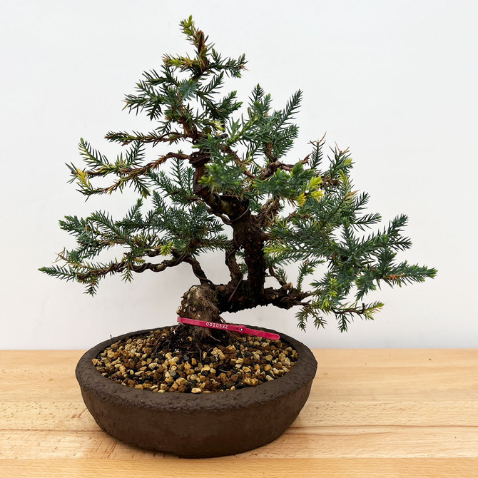 Rare Pot Grown Variegated San Jose Juniper in a Ceramic Pot (No. 10532)