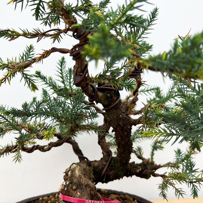 Rare Pot Grown Variegated San Jose Juniper in a Ceramic Pot (No. 10532)