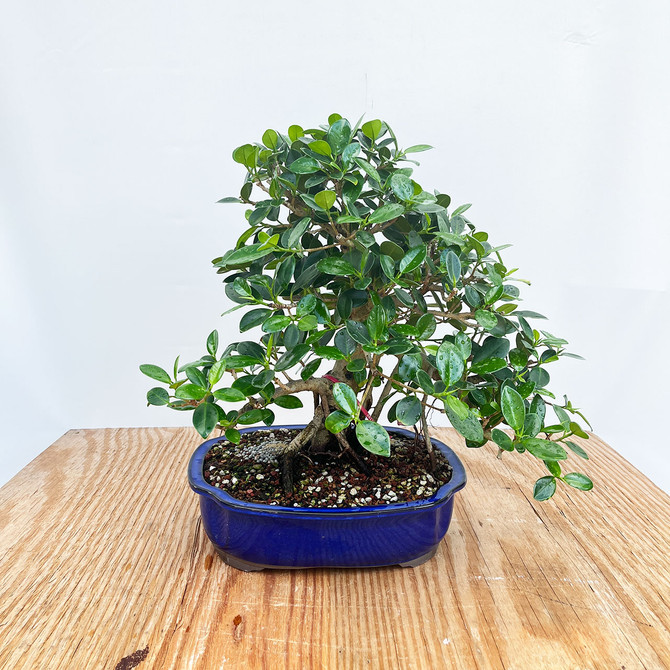 Green Island Ficus in a Glazed Japanese Ceramic Pot (No. 11816)