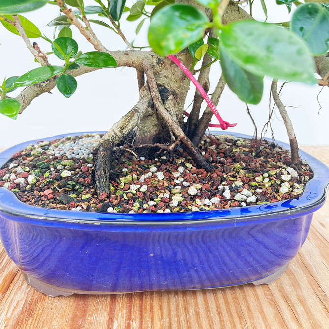 Green Island Ficus in a Glazed Japanese Ceramic Pot (No. 11816)