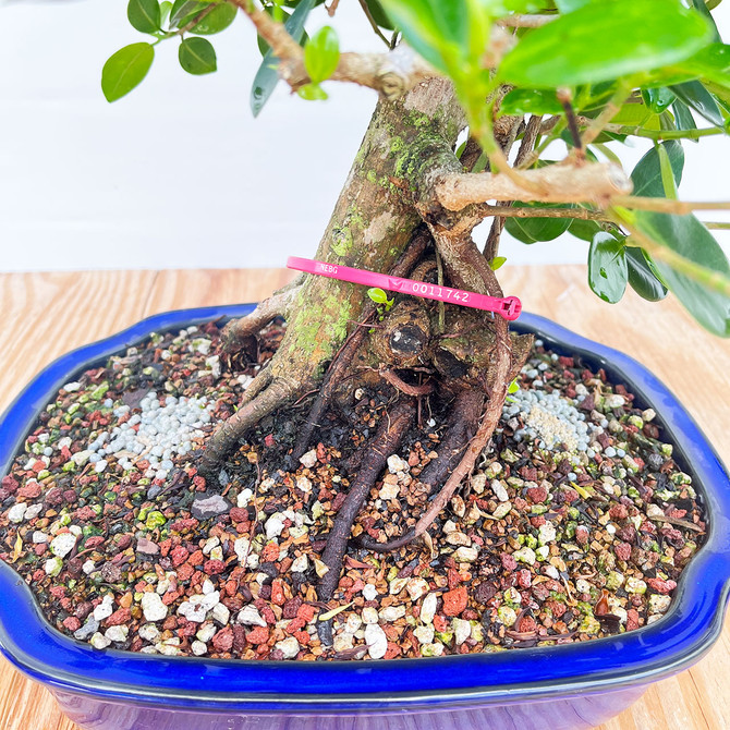 Green Island Ficus in a Glazed Japanese Ceramic Pot (No. 11742)