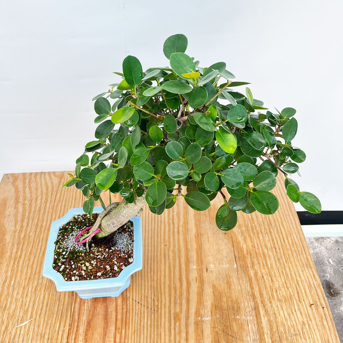 Green Island Ficus in a Glazed Yixing Ceramic Pot (No. 11902)