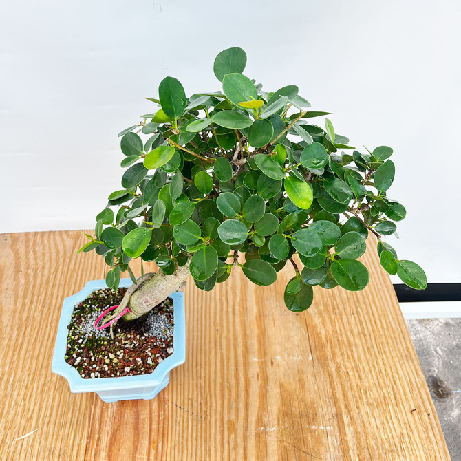 Green Island Ficus in a Glazed Yixing Ceramic Pot (No. 11902)