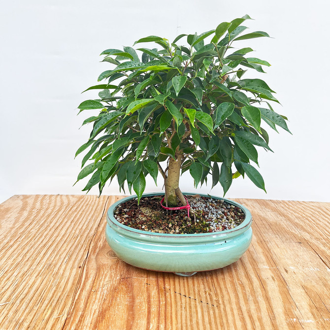 Ficus Benjamina orientalis in a Glazed Ceramic Pot (No. 11080)