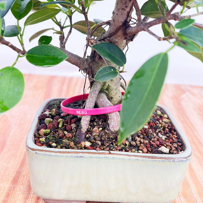 Shohin Ficus Microcarpa 'Ginseng' in Japanese Glazed Ceramic Pot (No. 11722)