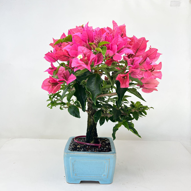 Pink Flowering Bougainvillea In a Yixing Glazed Ceramic Pot No. 11959