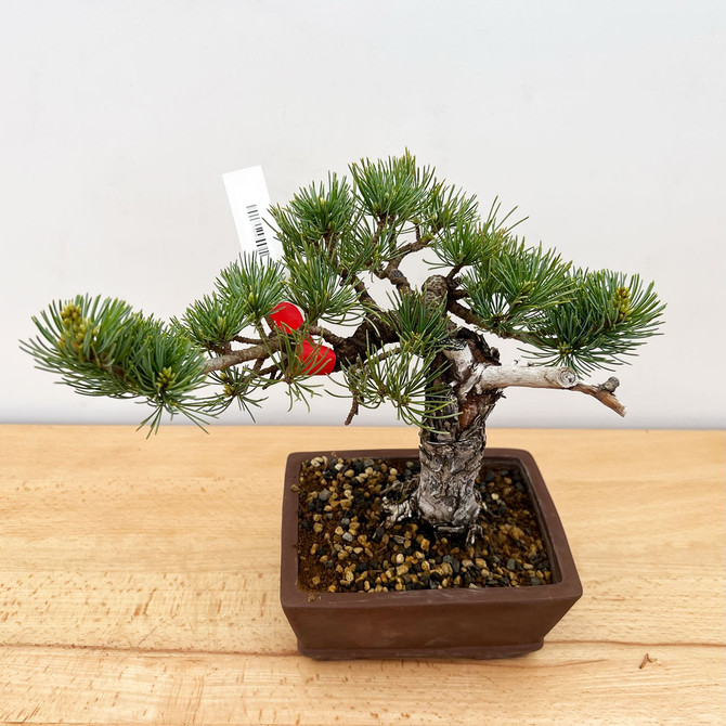 Imported Japanese White Pine "Five Needle" (No. 9584)
