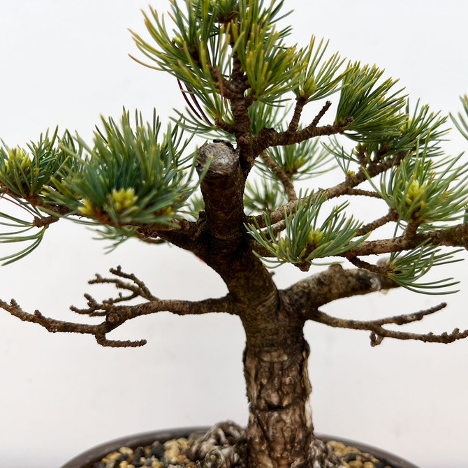Imported Japanese White Pine "Five Needle" (No. 9581)