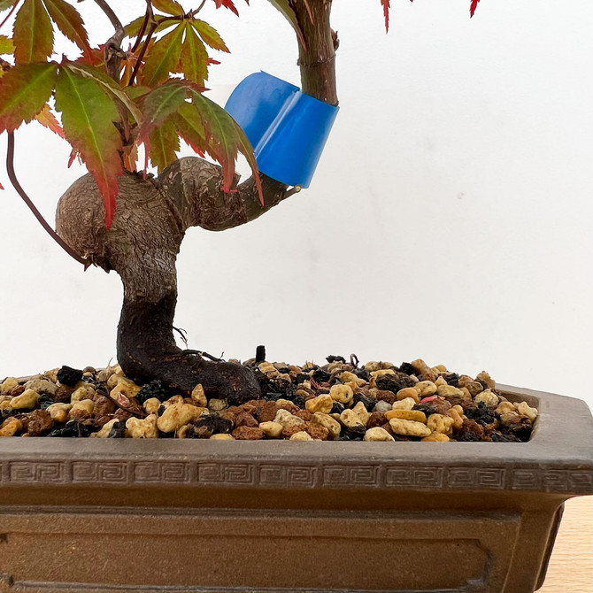 Non-Grafted Japanese Maple In a Ceramic Pot (No. 226)