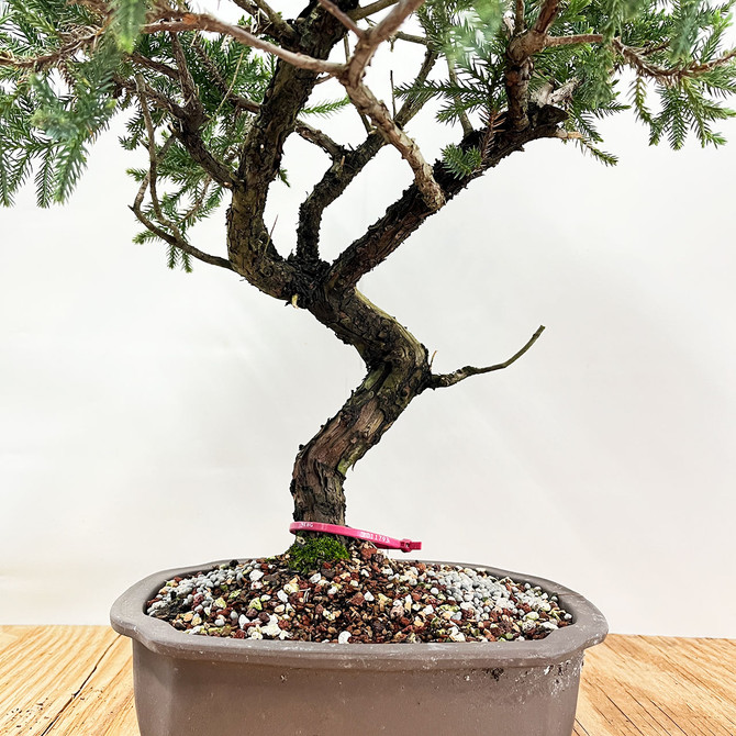 Pot Grown San Jose Juniper in Japanese Ceramic Pot (No. 11793)