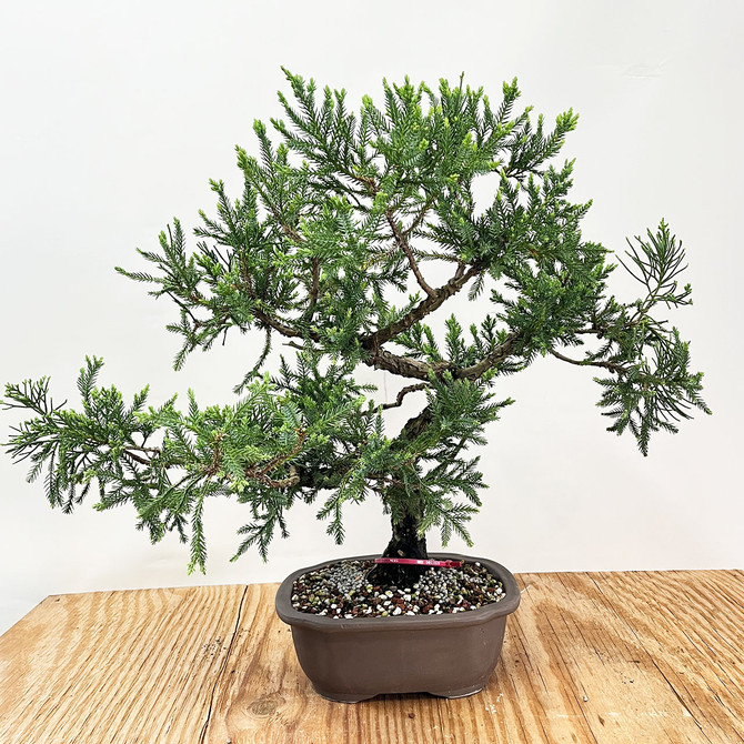 Pot Grown San Jose Juniper in Japanese Ceramic Pot (No. 11828)