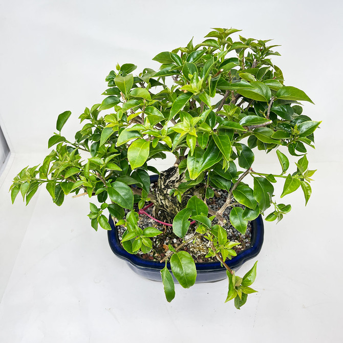 Purple Flowering Bougainvillea In a Glazed Ceramic Pot (No. 11930)