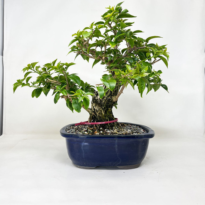 Purple Flowering Bougainvillea In a Glazed Ceramic Pot (No. 11930)