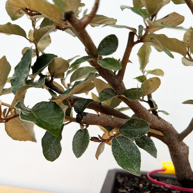 Pre-bonsai Silverberry 'elaeagnus' in a Traditional Plastic Grow Pot (No. 12702)